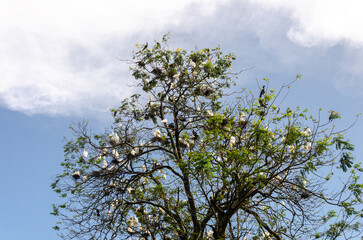 Heron and Egret migratory birds nesting in the Nitte University Campus, Karkala, Karnataka, India