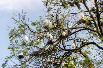Heron and Egret migratory birds nesting in the Nitte University Campus, Karkala, Karnataka, India