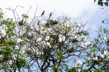 Heron and Egret migratory birds nesting in the Nitte University Campus, Karkala, Karnataka, India