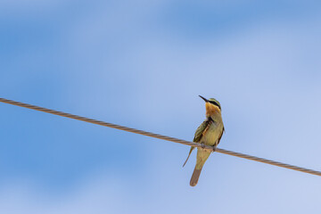 Persian Bee-eater in Southern Tunisia
