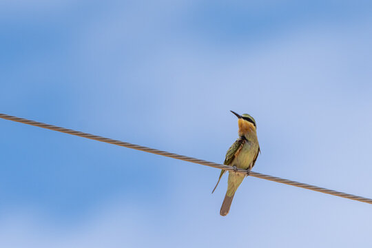 Persian Bee-eater in Southern Tunisia