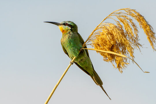 Persian Bee-eater in Southern Tunisia