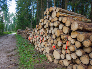 Cut logs stacked in forest with red markings, symbol of deforestation and wood industry