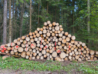 Cut logs stacked in forest with red markings, symbol of deforestation and wood industry