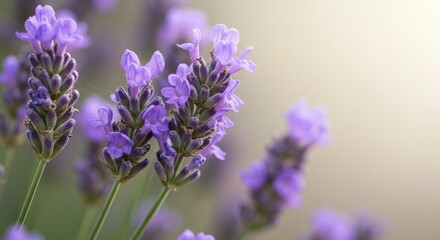 Fototapeta premium Lavender stalks in bloom show purple flowers clustered around green stems against a bright blurred background