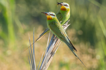 Persian Bee-eater in Southern Tunisia