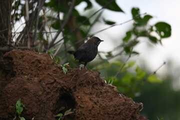 Indian robin or Copsychus fulicatus bird. It is a species of passarine bird in the...