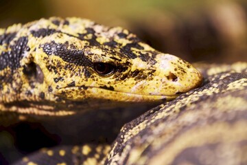 Detailed skin texture of wild lizard