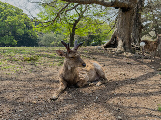 Nara deers