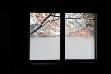 The maple leaves outside the window frame