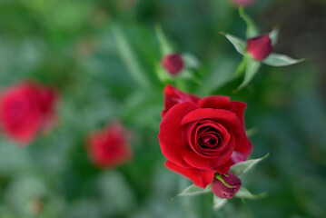 Close-Up of Blooming Red Rose with Green Buds