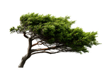 Bend of the windswept tree in natural setting