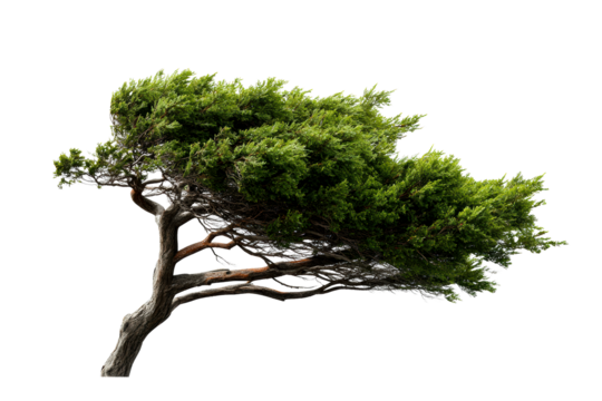 Bend of the windswept tree in natural setting