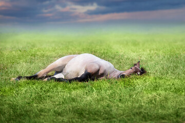 Draft horse foal sleep