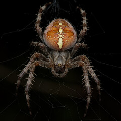 Cross spider, or Cross orbweaver, female, front view