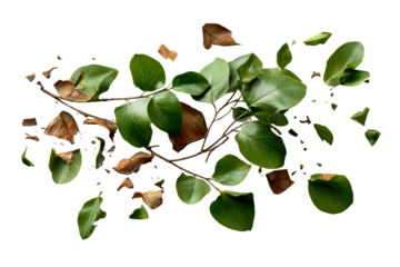 Leaves scattered on a clear background