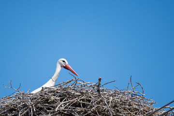 Stork Nesting On Blue Sky Background