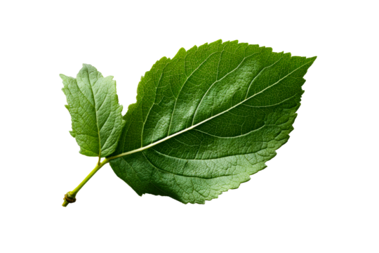 Bright green leaf on clear background