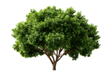 Thick trunked tree with lush canopy