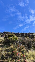 Mountain Summit Serenity