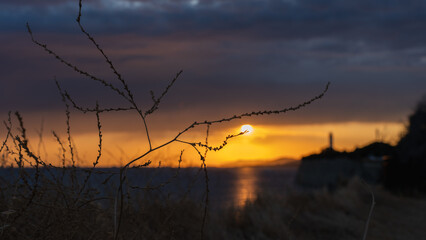 Silhouette of dry branches against dramatic sunset sky with orange and purple tones over the sea at sunset
