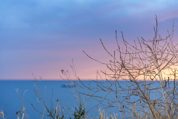 Dry branches against sea horizon with pastel sunset sky, natural background.