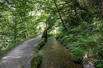 Fototapeta premium footpath in the woods