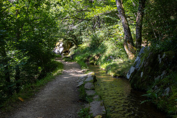 Obraz premium path in the woods
