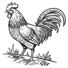 Rooster Vector Illustration. Rooster Line Art. Vintage Rooster Sketch. Traditional Rooster Artwork. Handmade Rooster Drawing. Rooster Clipart Black and White.. Detailed Rooster Illustration. Rooster.