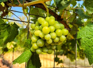 Close-up of a bunch of white grapes from organic farming with a blurred background.