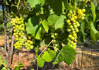 Close-up of clusters of white grapes from organic farming with a blurred background.