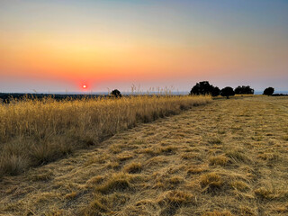 Sunset over farmland with the sun on the horizon in red and clear skies.