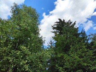 Beautiful forest photos. Trebević mountain