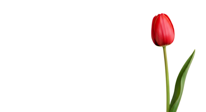 Single red tulip bud with green stem and leaf isolated on transparent background