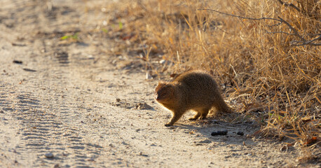 a slender mongoose warming up in the sun