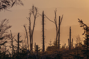 Evening view from a path near peak of Great Owl mountain in Owl Mountains Landscape Park, protected area in Lower Silesia Province of Poland