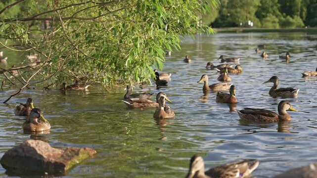 A tranquil lake scene unfolds with ducks gracefully gliding across the water. Surrounding greenery adds a calming backdrop, creating a harmonious natural setting.