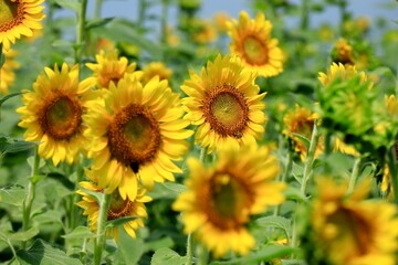 Obraz premium 全盛期のひまわり