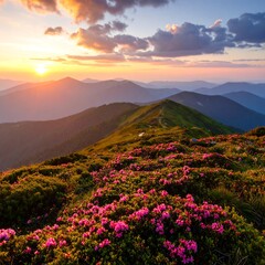 Mountaintop rhododendron blooms at sunset (2)