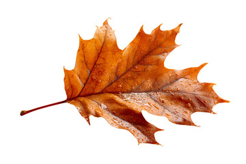 Damp autumn leaf lying on a clear surface