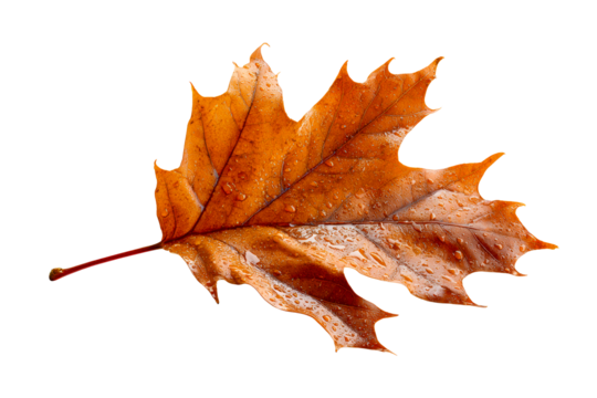 Damp autumn leaf lying on a clear surface