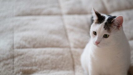 Curious white cat with black spots sits on soft cream-colored bedding in a cozy room during early afternoon light