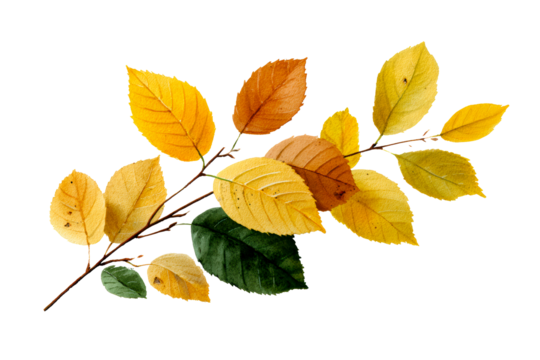 Colorful autumn leaves on a branch isolated