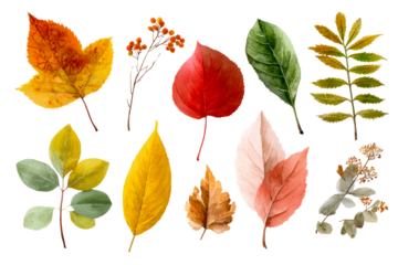 Bright autumn leaves on clear background