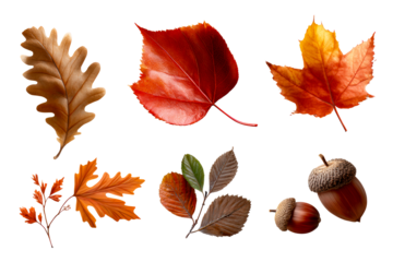 Autumn leaves and acorns on clear bg