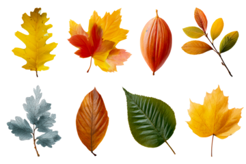 Colorful autumn leaves on clear bg