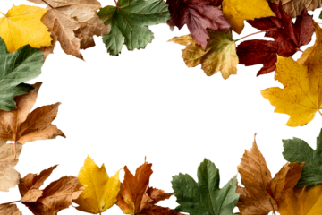 Colorful autumn leaves arranged in a border design
