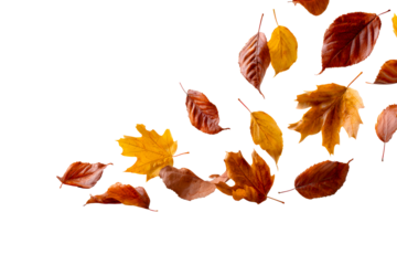 Colorful autumn leaves drifting in the air