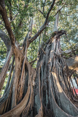 Old Ficus macrophylla tree commonly called Moreton Bay fig in Garibaldi park in Palermo, Sicily Island in Italy