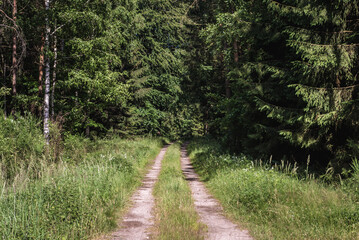 Road in forest near Berkanowo, small village located in West Pomerania region of Poland